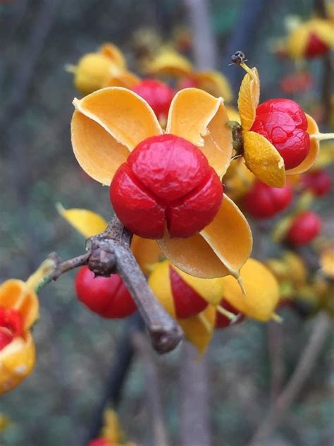 aziatische boomwurger|Celastrus orbiculatus (Asiatic bittersweet) 